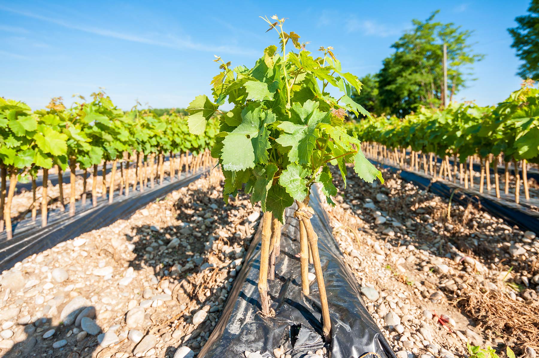 Grower-for-Monroe-and-Sons-Produce-Distributors